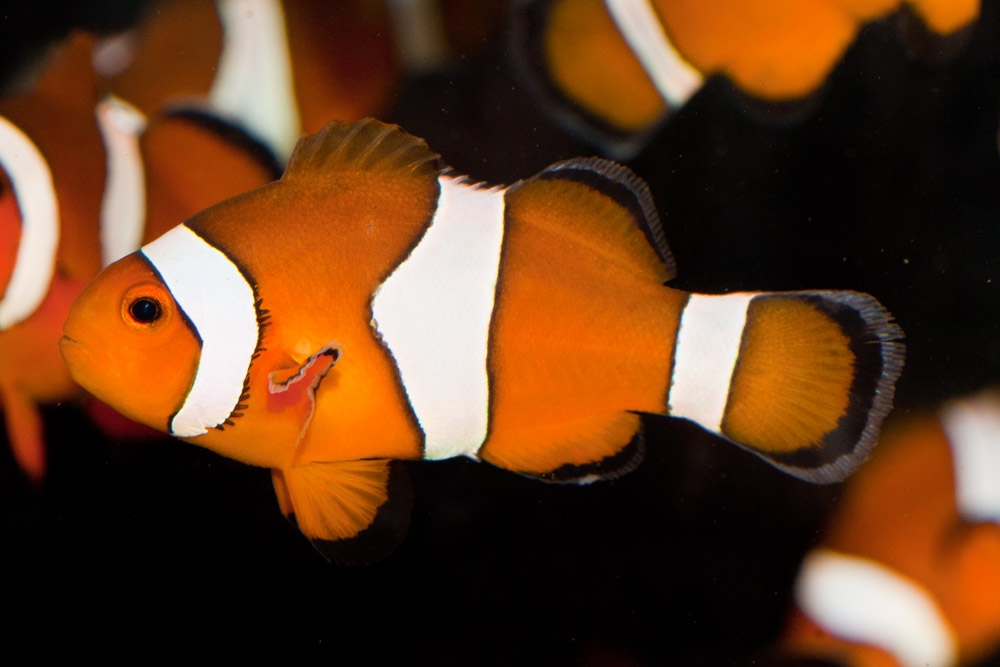 Erfolgreiche Zucht von Zierfischen - TAUCHEN.de