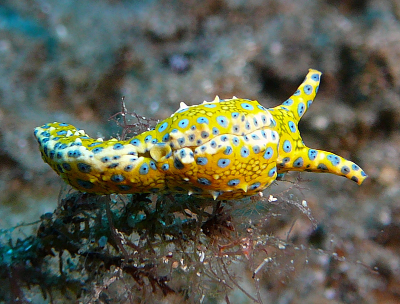 Nacktschnecke im Mittelmeer TAUCHEN