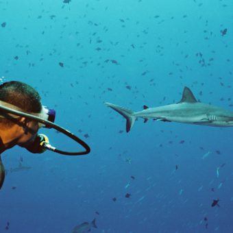 Während der "Shark Week" haben Taucher die Grauen Riffhaie genau im Blick