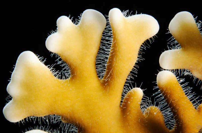 Kontakt mit Feuerkoralle TAUCHEN.de