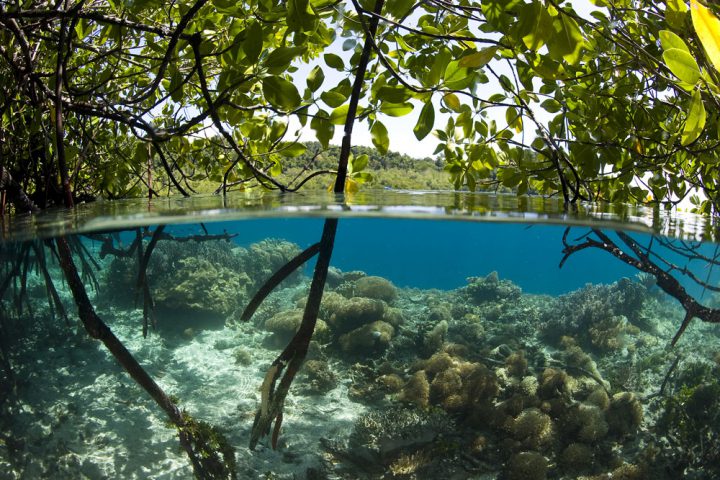 Mangroven sind immer ein ganz besonderer Tauchspot. Foto: Stephen Wong and Takako Uno