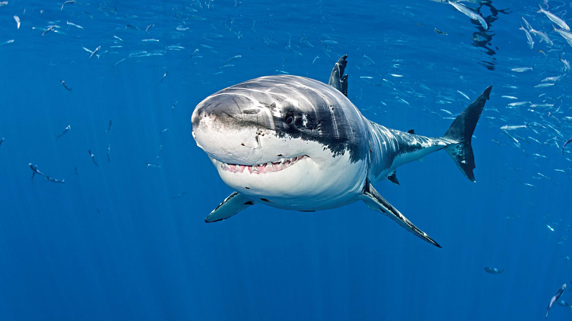 Auge in Auge mit einem der gefährlichsten Jäger der Ozeane – an keinem anderen Ort auf der Welt findet man solch ideale Bedingungen, um Weiße Haie zu beobachten. Foto: Franco Banfi