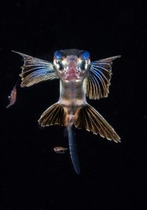 Was leuchtet da? Diese Kreatur ließ sich von den UW-Scheinwerfern anlocken. Foto: Scott "Gutsy" Tuason