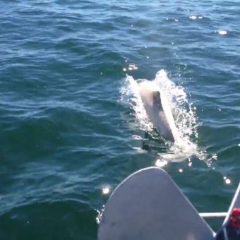 Der weiße Schweinswal wurde von einem Segler in der Ostsee gefilmt.
