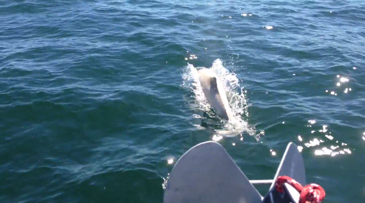 Der weiße Schweinswal wurde von einem Segler in der Ostsee gefilmt.