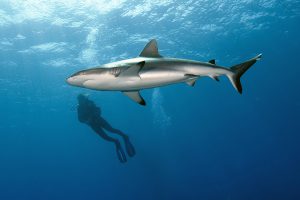 Erster Tauchgang und gleich Großfisch! Vor Vertigo gab's wie immer Haie zu sehen. (Foto F. Schneider)