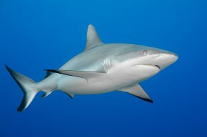 03 DSLRBigAnimalsDecker-3.jpg
