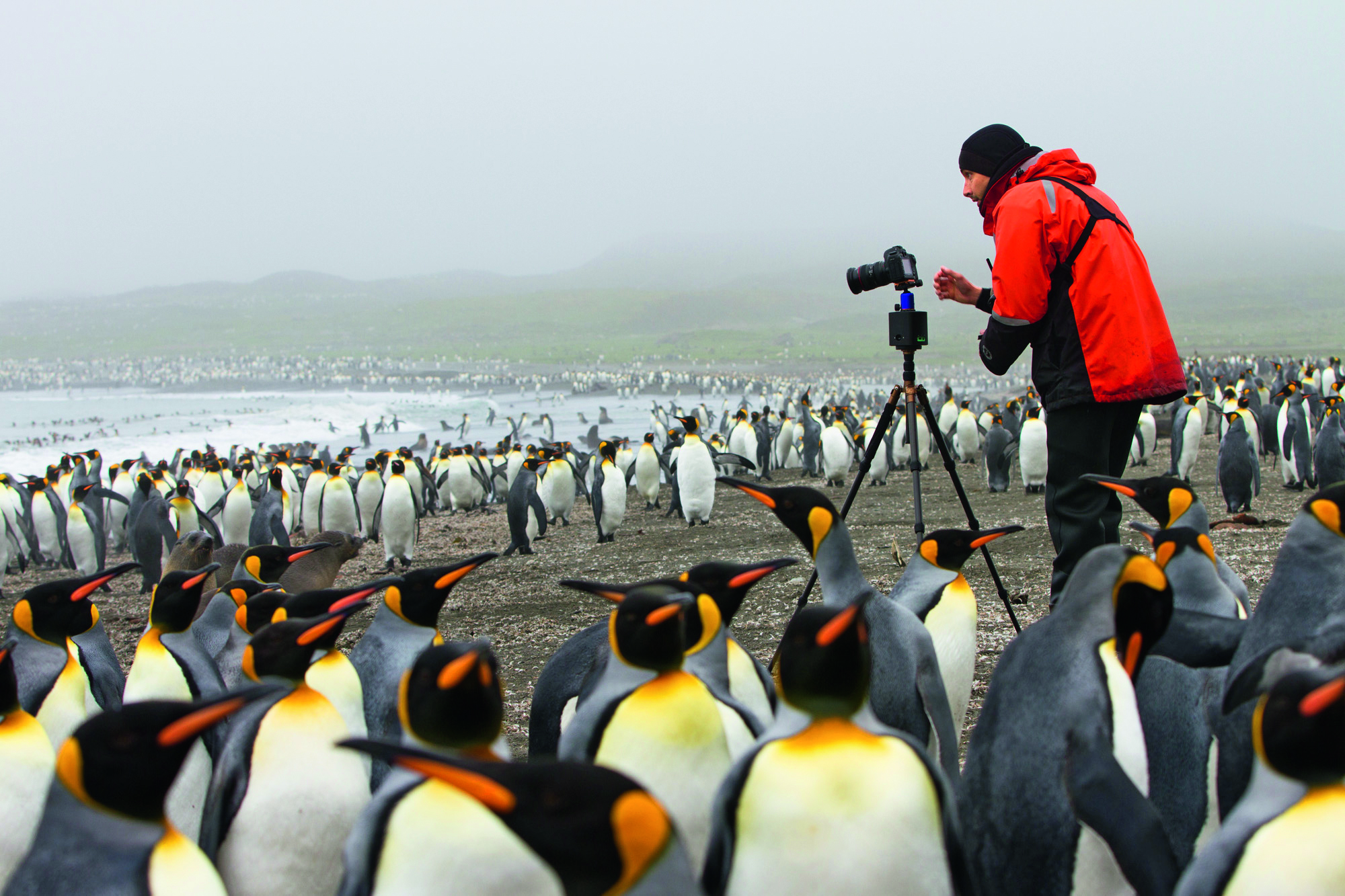 Поднимать пингвинов в антарктиде вакансии. Переворачиватель пингвинов профессия. Человек Пингвин. Пингвины и люди в Антарктиде. Пингвин фотограф.