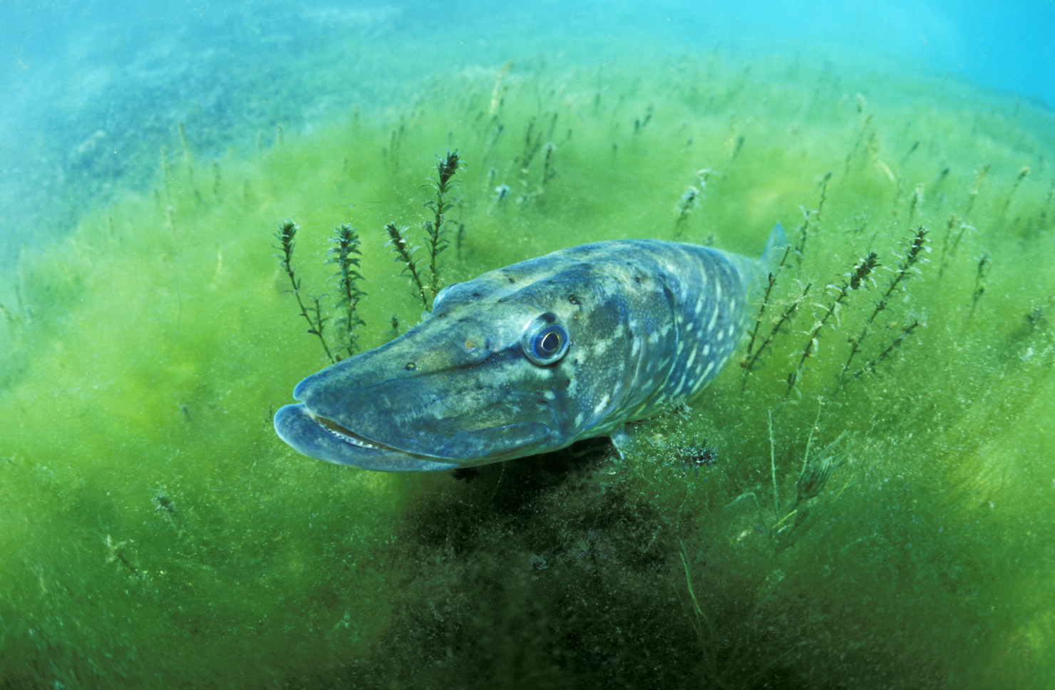 Hecht, pike, Esox lucius, Baggersee, Baden-Württemberg, Deutschland, Germany