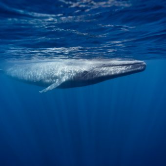 Es gibt wieder mehr Blauwale im nördlichen Atlantik. Foto: WDC