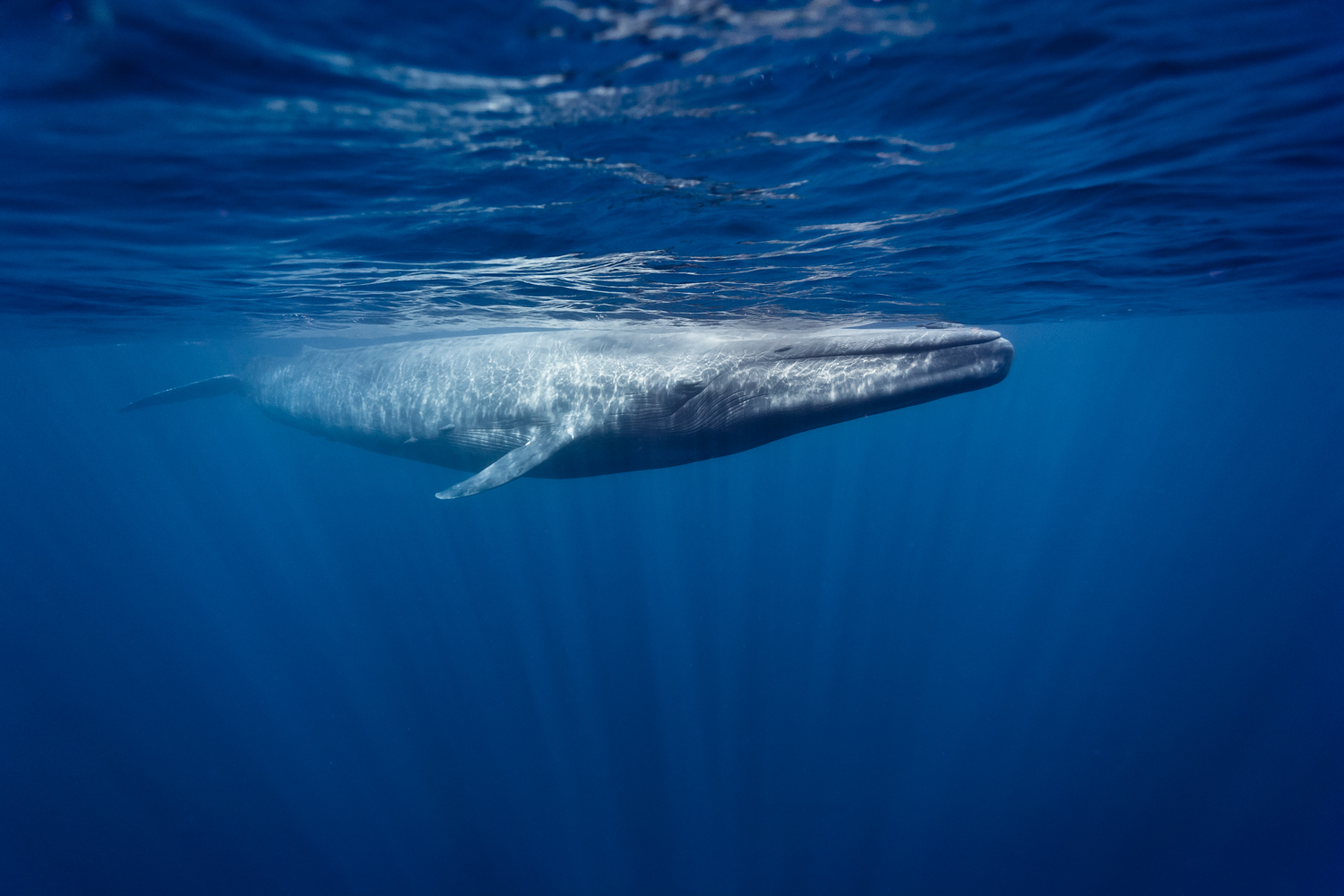 Es gibt wieder mehr Blauwale im nördlichen Atlantik. Foto: WDC