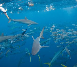 TT_Dive_Travel_GmbH_182535_Bild