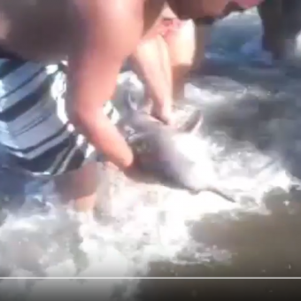 Unerträgliche Bilder: La-Plata-Delfin-Baby stirbt wegen Selfie-Wahnsinn.