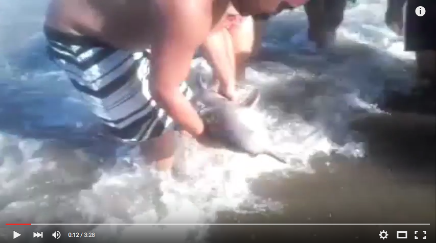 Unerträgliche Bilder: La-Plata-Delfin-Baby stirbt wegen Selfie-Wahnsinn.