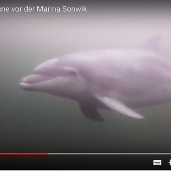 Delfin in der Ostsee: Taucher Stephan Thomsen hat die großen Tümmler gefilmt.