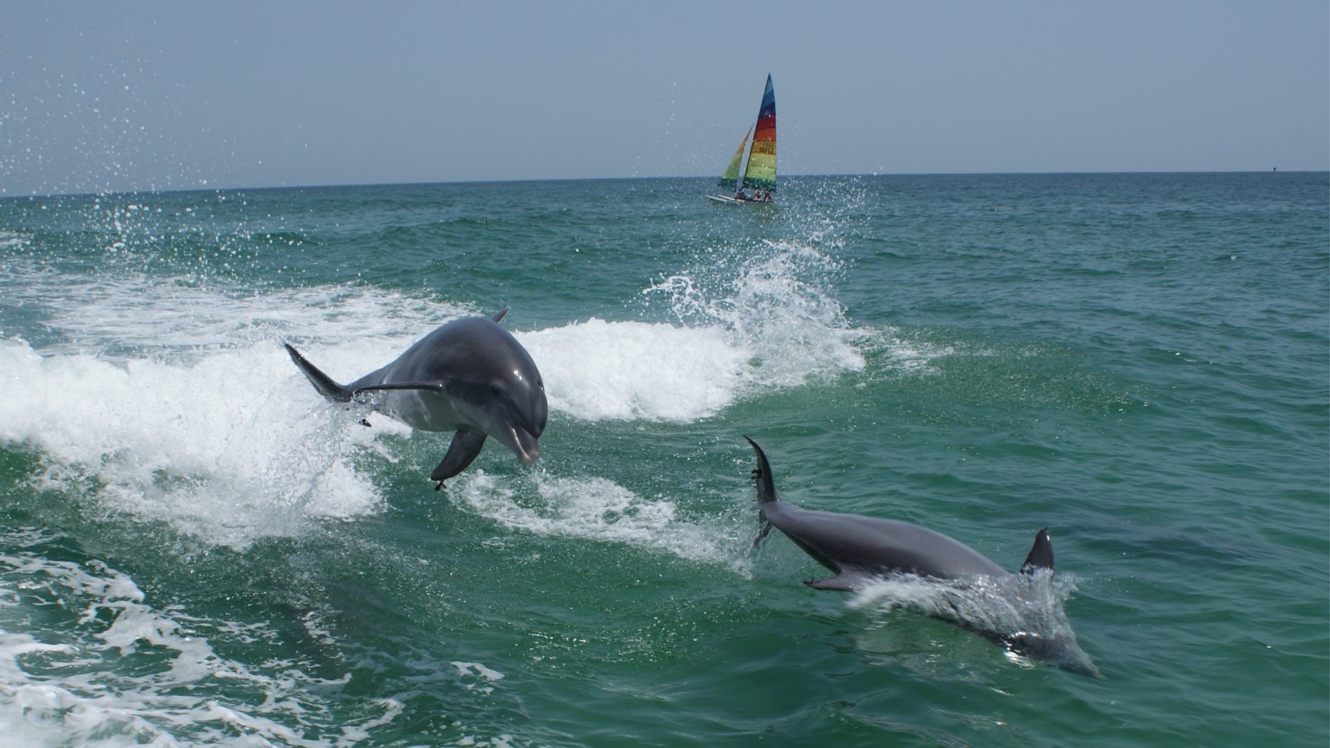 Delfine sind verspielt und haben häufig keine Scheu. Dennoch rät Sea Shepherd: Abstand halten zum Schutz der Tiere!