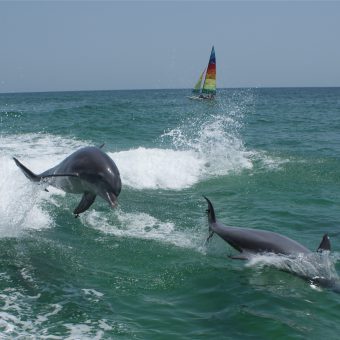 Delfine sind verspielt und haben häufig keine Scheu. Dennoch rät Sea Shepherd: Abstand halten zum Schutz der Tiere!