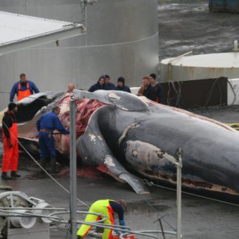 Getöteter Finnwall in Island aus dem vergangenen Jahr – der Fang von Finnwalen lohnt sich nicht mehr. Foto: WDC