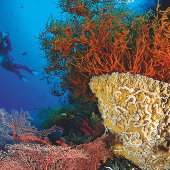Die wunderschönen Korallenriffe in Raja Ampat sind weltweit bei Tauchern bekannt. Foto: W. Poelzer