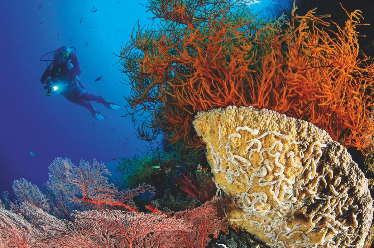 Die wunderschönen Korallenriffe in Raja Ampat sind weltweit bei Tauchern bekannt. Foto: W. Poelzer