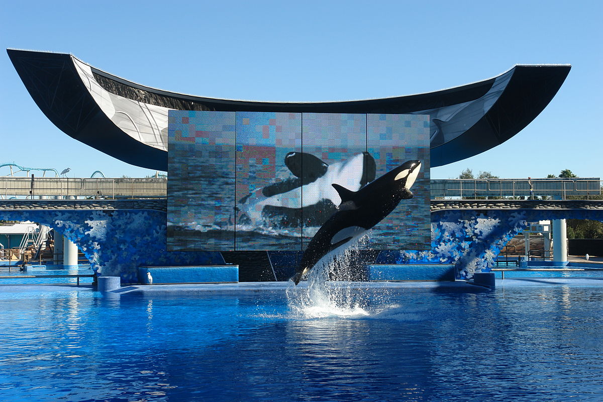 Orca-Show im Shamu-Stadion in Orlando.