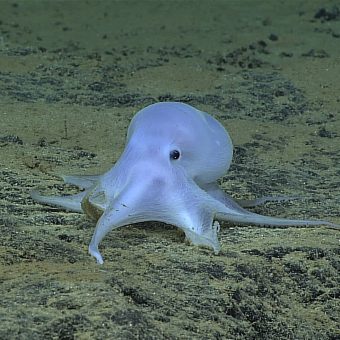 Der kleine geisterhafte Oktopus "Casper" wurde in über 4000 Metern Tiefe gefunden und nach der berühmten Comicfigur benannt. NOAA Office of Ocean Exploration and Research