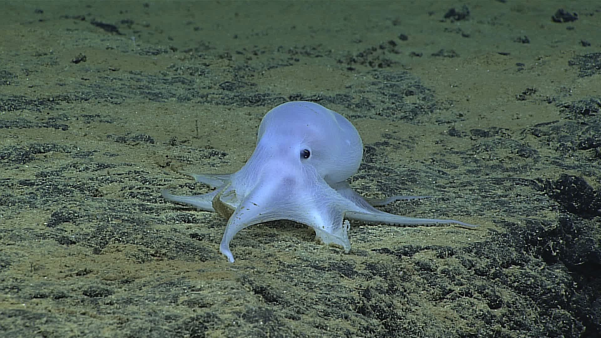 Der kleine geisterhafte Oktopus "Casper" wurde in über 4000 Metern Tiefe gefunden und nach der berühmten Comicfigur benannt. NOAA Office of Ocean Exploration and Research