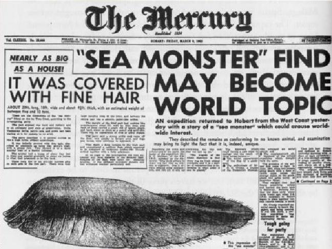 Der Ur-Globster: Das berühmte Seeungeheuer wurde 1960 in Tasmanien gefunden und erstmal als Globster bezeichnet. 