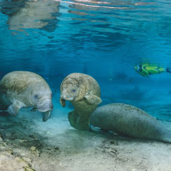 Manatees in Florida: Die Anzahl der faszinierenden Seekühe steigt wieder an. Foto: W. Poelzer
