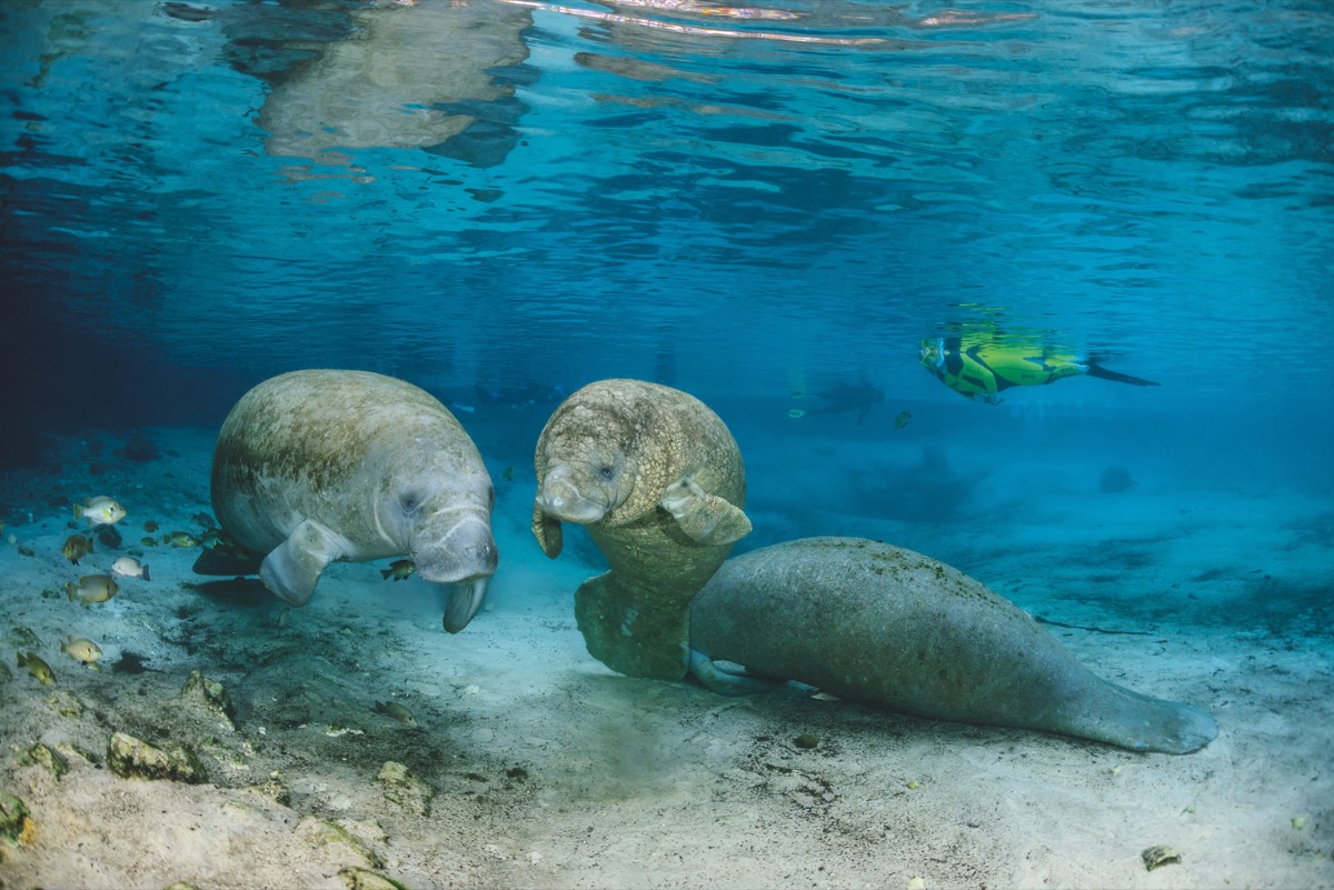 Manatees in Florida: Die Anzahl der faszinierenden Seekühe steigt wieder an. Foto: W. Poelzer