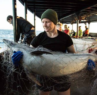 Ein Delfin hat sich in einem illegalen Treibnetz verfangen. Foto: Eliza Muirhead/Sea Shepherd