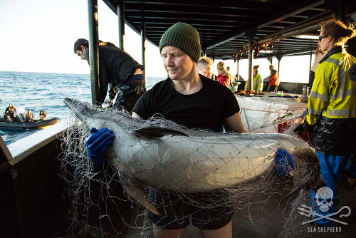 Ein Delfin hat sich in einem illegalen Treibnetz verfangen. Foto: Eliza Muirhead/Sea Shepherd