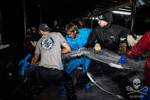 Ziehen alle an einem Strang: Sea Shepherd Mitglieder ziehen ein illegales Treibnetz aus dem Meer. Foto: Eliza Muirhead/Sea Shepherd
