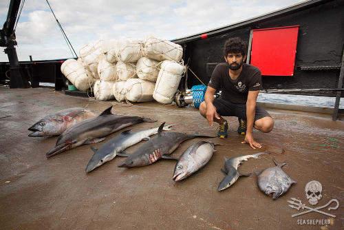 Da blutet das Herz: Keine Tierart ist vor illegaler Fischerei sicher. Foto: Eliza Muirhead/Sea Shepherd