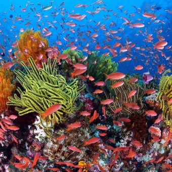 Intaktes Riff: So kann es am Great Barrier Reef aussehen, wenn die Bedingungen optimal sind. Foto: Gary Bell/oceanwideimages.com