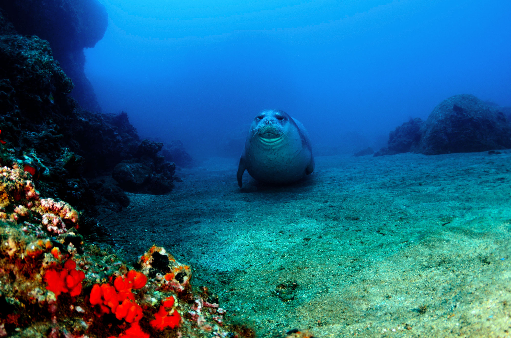 Das Madeira Diving Center fährt neue Spots an