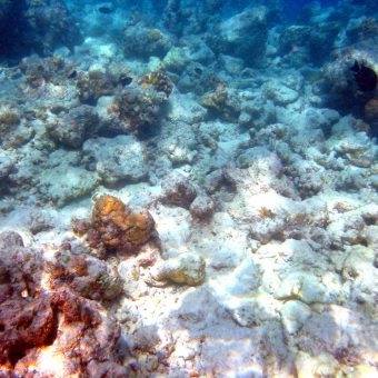 Korallenbleiche: Norden des Great Barrier Reefs schwer betroffen. Bruno de Giusti - Eigenes Werk, CC BY-SA 2.5 it