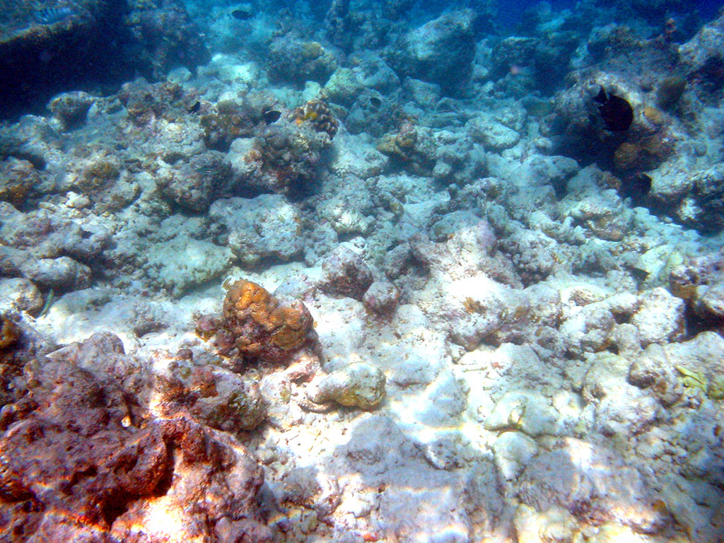 Korallenbleiche: Norden des Great Barrier Reefs schwer betroffen. Bruno de Giusti - Eigenes Werk, CC BY-SA 2.5 it