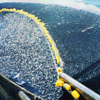 Die Überfischung der Meere nimmt an vielen Orten auf der Welt erschreckende Ausmaße an.