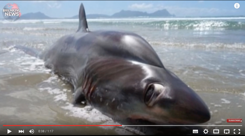 Ein ganz hübscher: Dieser bizarre Hai aus der Tiefsee hat Besucher an einem Strand in Neuseeland erschrocken. Foto: youtube.com/Breaking News