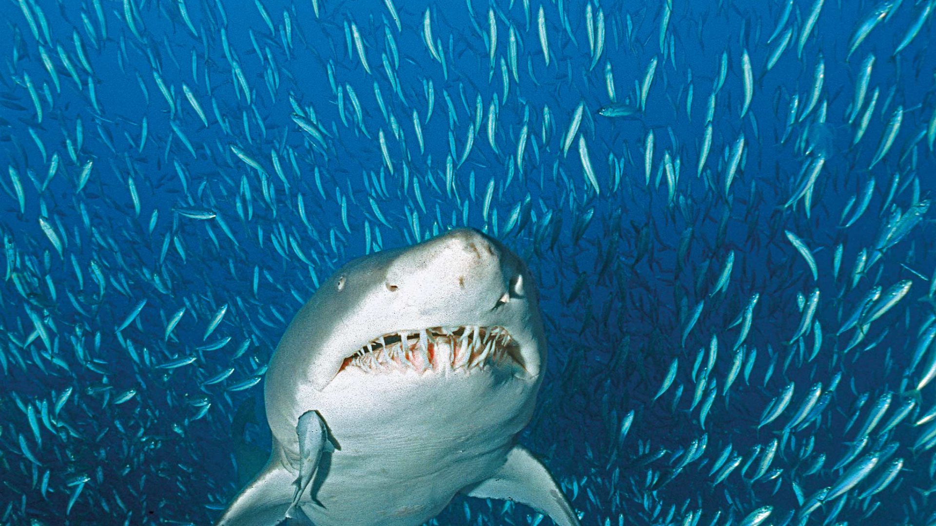 Haie attackieren Menschen normalerweise nicht: Im vergangenen Jahr jedoch kam es zu einer Rekordzahl von 98 Hai-Attacken weltweit. (Archivbild)