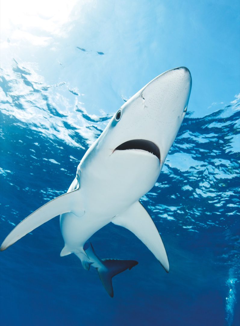 Haie werden Menschen in den seltensten Fällen gefährlich – dennoch soll im australischen Bundesstaat New South Wales eine Rettungsdrohne für mehr Sicherheit sorgen. Foto: W. Poelzer