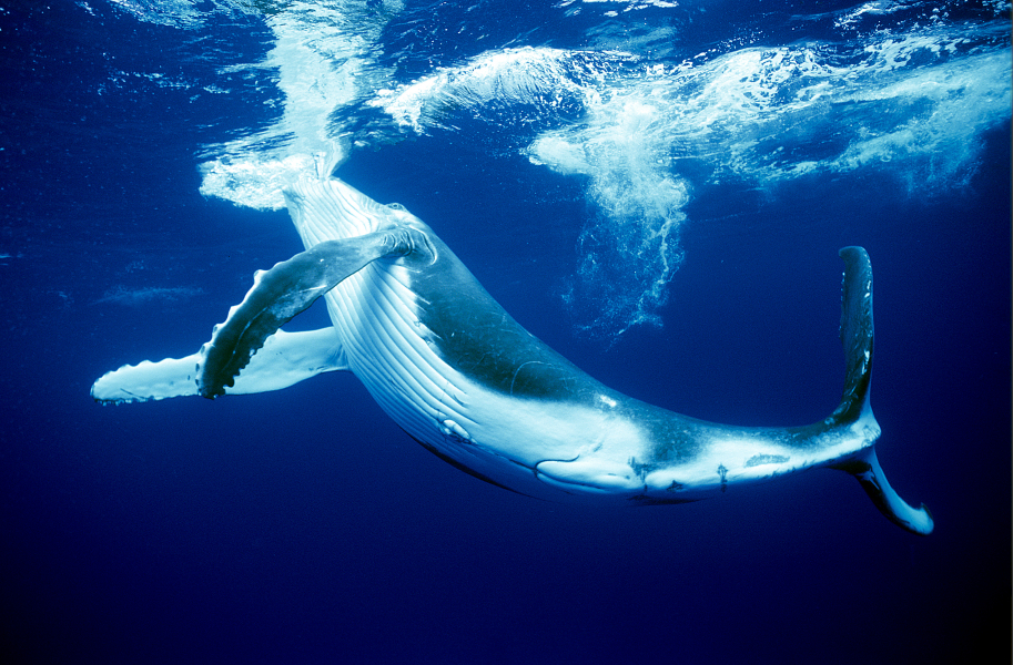 Wer beim Tauchen Buckelwale sehen will, sollte sich nach Französich-Polynesien begeben.