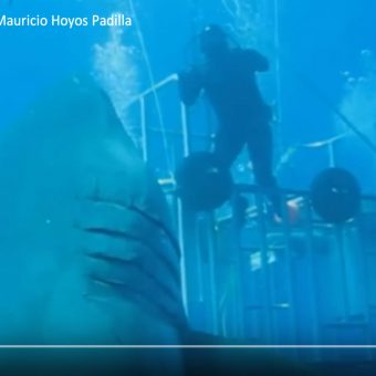 Das Weißer-Hai-Weibchen Deep Blue ist der größte Hai, der jemals gefilmt wurde.