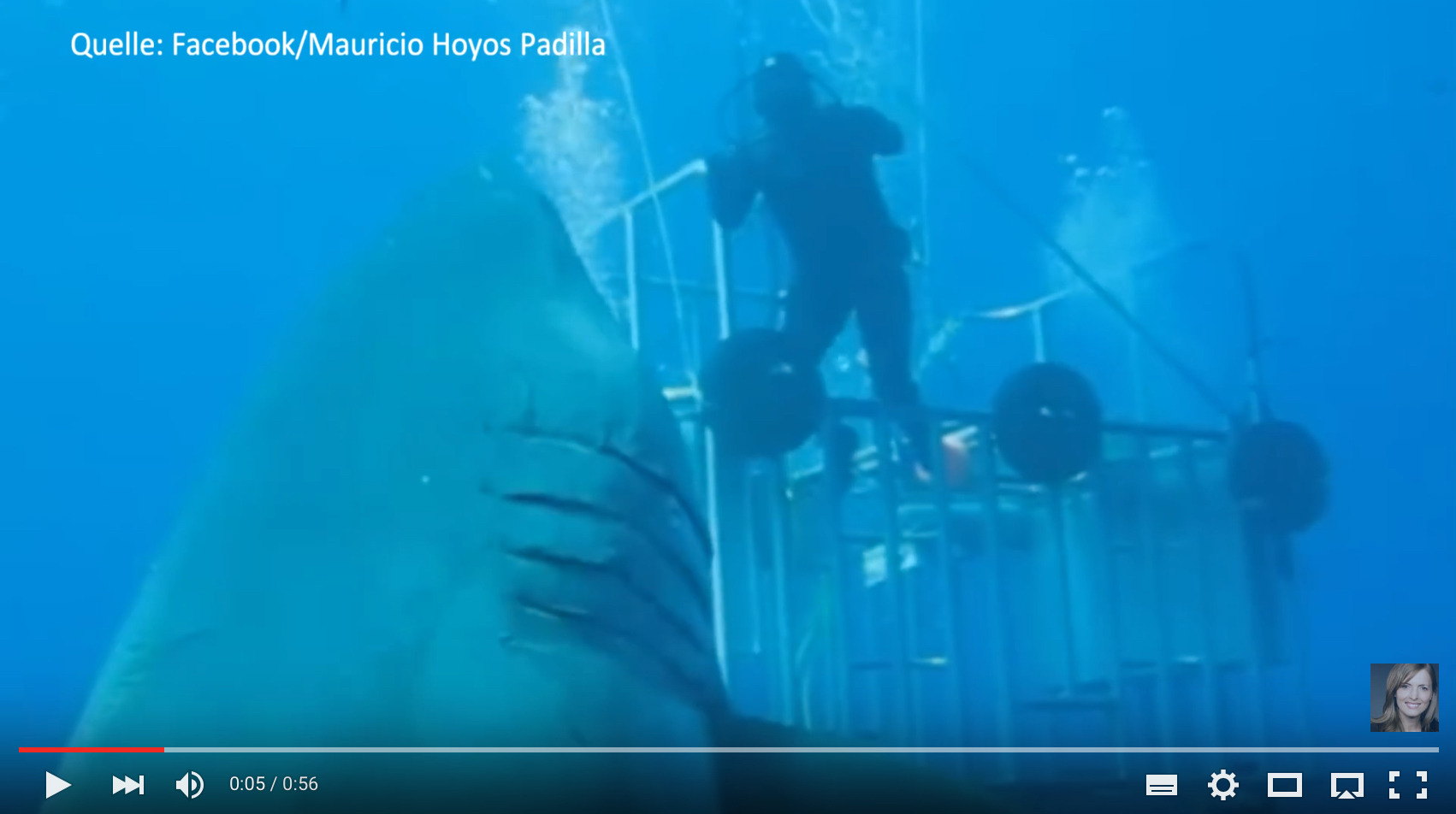 Das Weißer-Hai-Weibchen Deep Blue ist der größte Hai, der jemals gefilmt wurde.