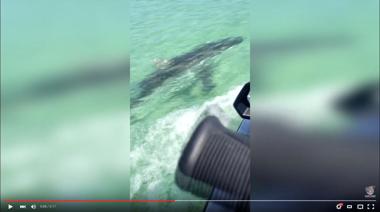 Da schnappt der Hai zu: Jetski-Fahrer wird von Hai angegriffen