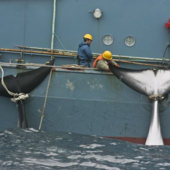 Japanischer Walfang: Wale an den Flossen am Schiff aufgehängt.