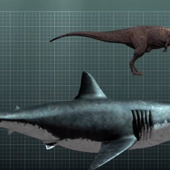 Verglichen mit dem Monster-Hai Megalodon ist der riesige Tyrannosaurus rex ein Winzling.