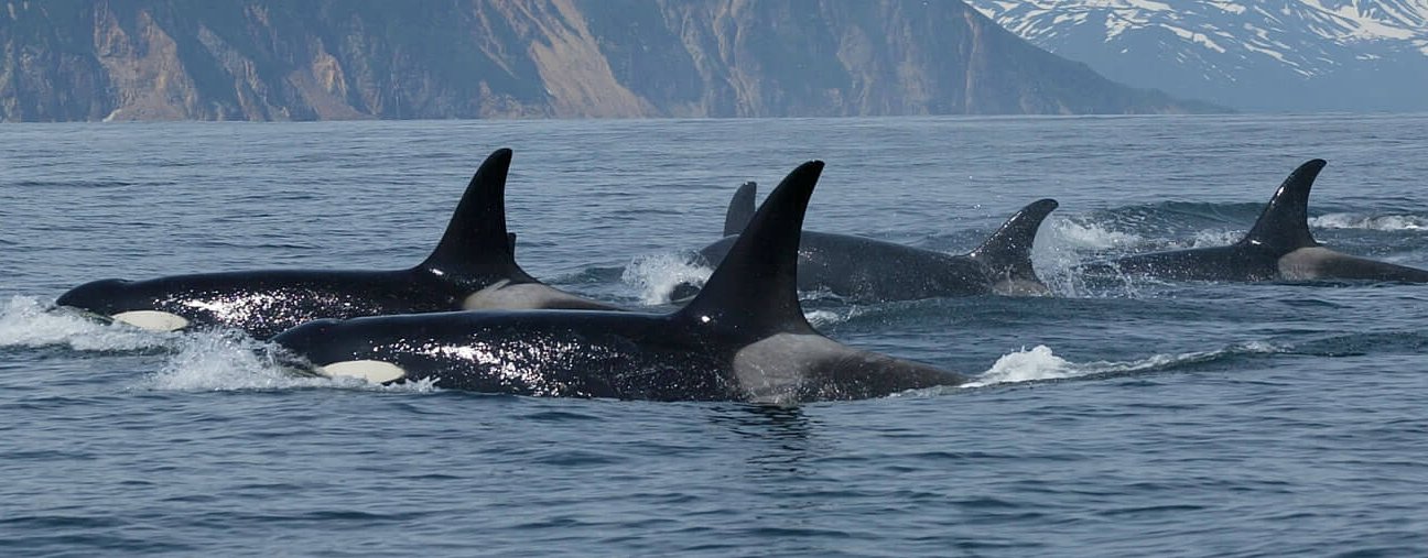 Ein sogenannter Pod: Alte Orca-Weibchen führen mit ihrer Erfahrung die Gruppe an.