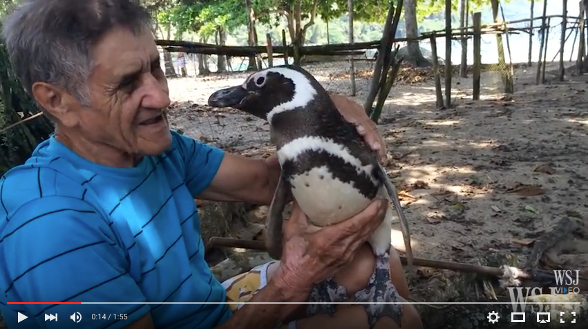 Der kleine Pinguin aus Patagonien schwimmt 5000 Meilen im Jahr, um seinen Retter in Brasilien zu besuchen.
